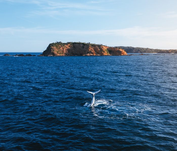 thumbnail_Whales-10